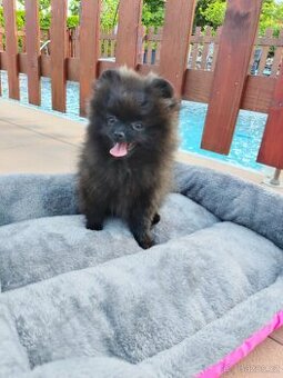 Pomeranian s PP - 2