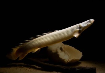 2 x Bichir Delhezův a 2x Bichir senegalský - 2