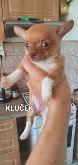 Čivavy na prodej - 2