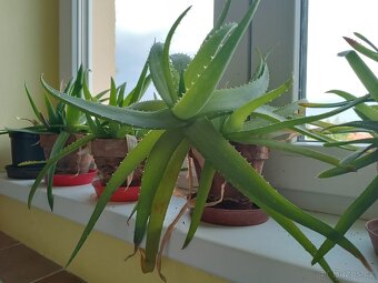 Aloe Vera - 2