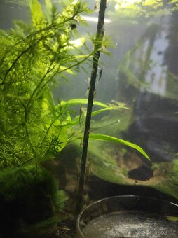 Sladkovodní krevetky Neocaridina - 2