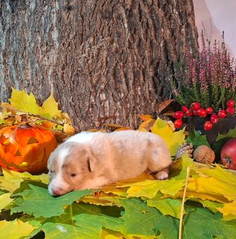 Australský ovčák s PP - 2