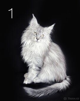 Mainská mývalí koťátka bez PP - 2