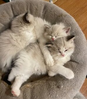 Ragdoll koťata s PP - 2