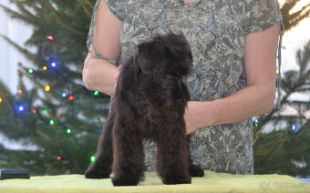 Knírač malý černý - top psík s PP - 2