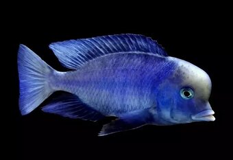 Tlamovci Malawi 47 - 2