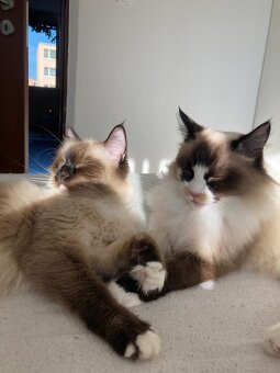Ragdoll kočky 6 roku - 2