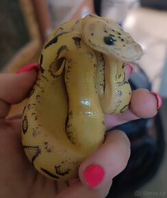 Krajta královská mláďata ze spojení Spotnose pastel clown - 2