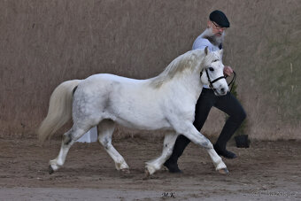 Welsh mountain pony, sekce A - 2