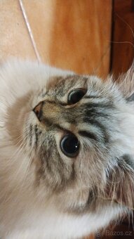 Krásná kočička Ragdoll bez PP - 2