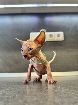 Sphynx - 2