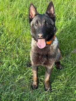 Belgický ovčák malinois - 2