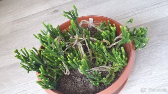 Crassula muscosa - 2