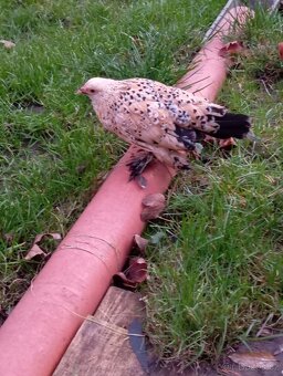 Rousná zakrslá - 2