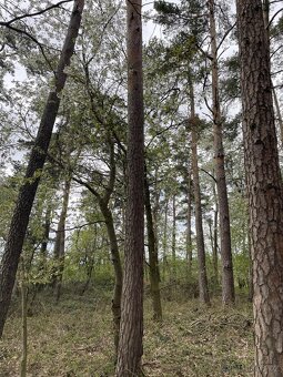 Prodám pozemky v k.ú. Hradiště u Domažlic - 2