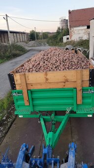 Brambory, sadba, sadba Brambor, brambory na uskladnění - 2