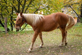 S TĚŽKÝM SRDCEM NABÍZÍME K PRODEJI - 2