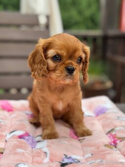 Cavalier King Charles Spaniel s PP - 2