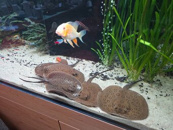 Potamotrygon motoro Mini Royal marbled - 2