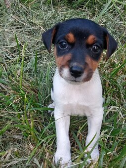 Štěňátka Jack Russell - 2