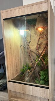 Terárium s chameleonem - 2