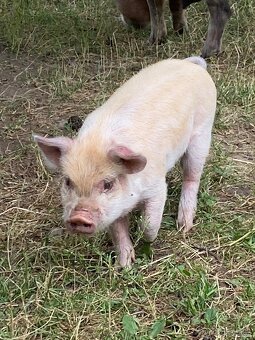 Kune - 2