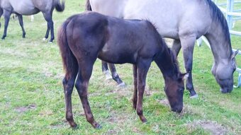 Qh hřebeček-rezervace - 2