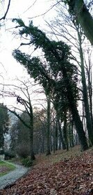 Rizikové kácení a prořez stromů - 2