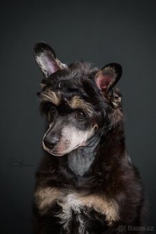 Čínský chocholatý pes / štěně / labutěnka - 2