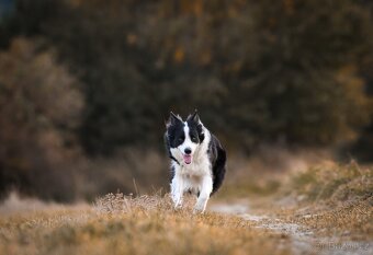 Border kolie štěňátka - 2