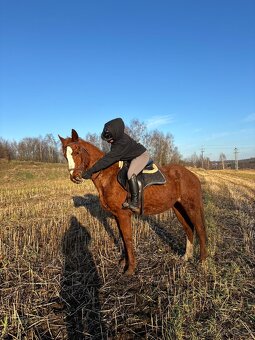 14letá klisna SP - 2