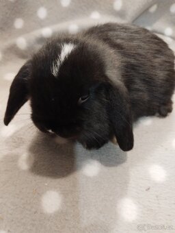 Prodám miminka minilopů - 2