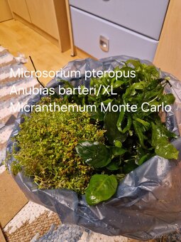 Čerstvé akvarijní rostliny - 2