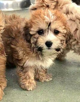 🐶 Maltipoo – krásné štěňátko k rezervaci - 2
