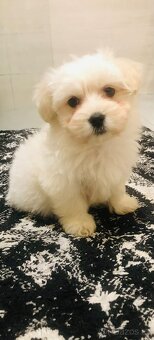 Maltézský psík - 2