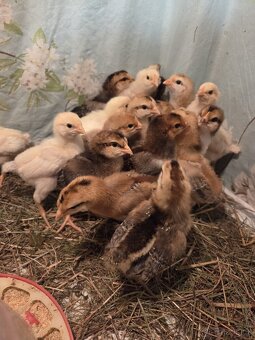 Násadová vejce - 2