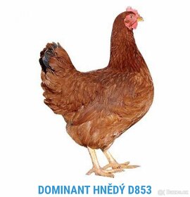 Násadová vejce Dominant - 2