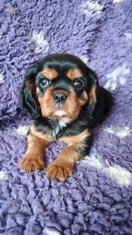 Kavalír king charles spaniel štěňátka s PP - 2
