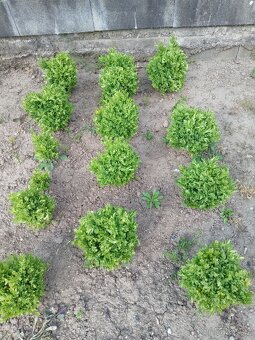Buxus suffruticosa - 2