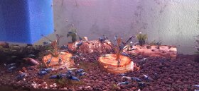 Krevetky Caridina Blue bolt - 2