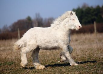 TOP cremello Irský cob/Tinker/Gypsy cob - 2