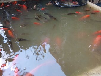 Koi Karas, Kapr - 2
