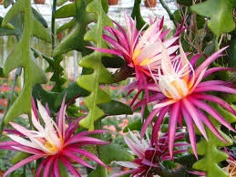 Epiphyllum anthonyanus - řízek cca 20 cm - 2