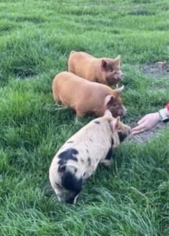 Kune kune - 2