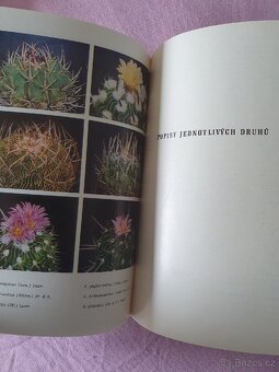 Kaktusy : Rod Gymnocalycium a Rod Echinofossulocactus - 2