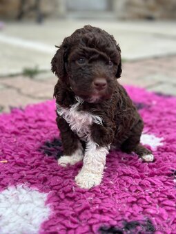 Lagotto romagnolo s PP - 2