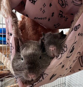 Osmák degu - 2