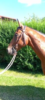 3 letý valach QH - 2