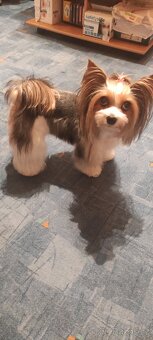 Hledáme krytí/ženicha Biewera - 2