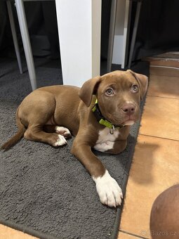 Prodám staford štěně - 2